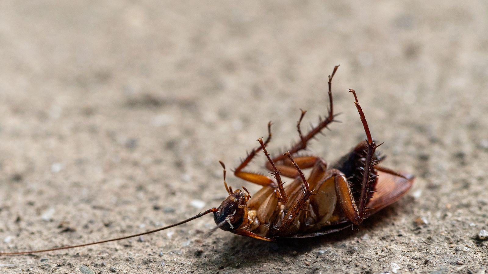 Pest control professional treating a Johannesburg residential property